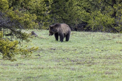 Obsidian and Cubs May 2025